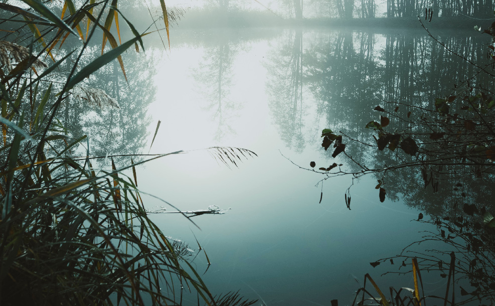 foggy blue swamp surrounded by trees