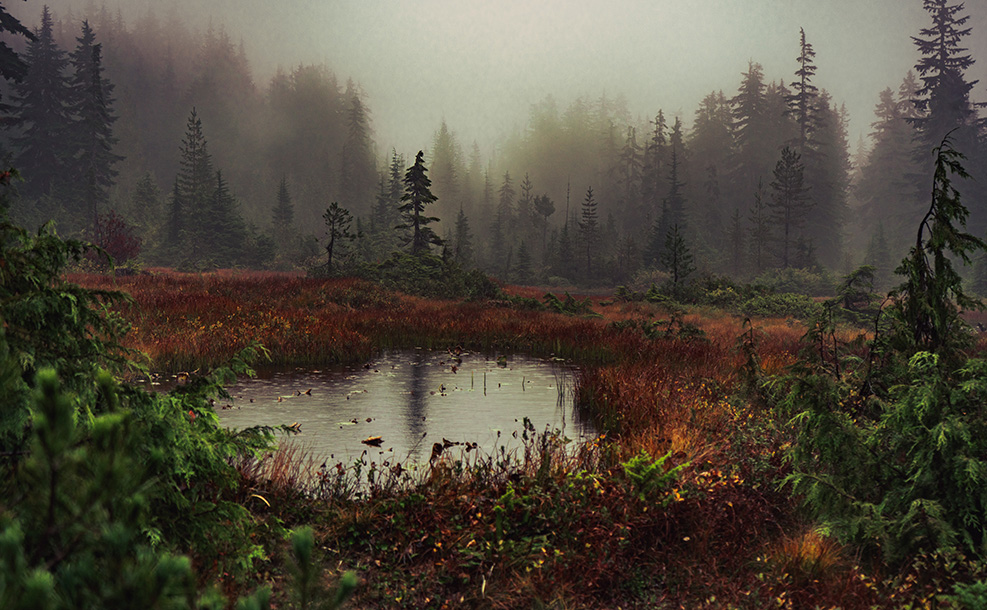 a small murky pond surrounded in dull red foliage in a clearing of tall coniferous trees shrouded in mist